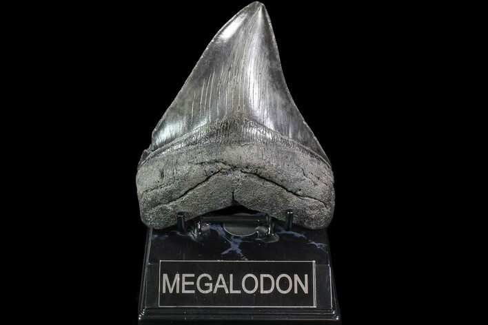 Serrated, Fossil Megalodon Tooth - Georgia #86066